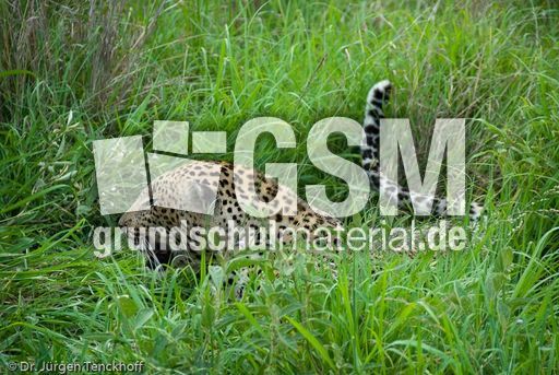 leopard (21 von 60).jpg